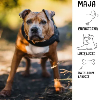 Maja
