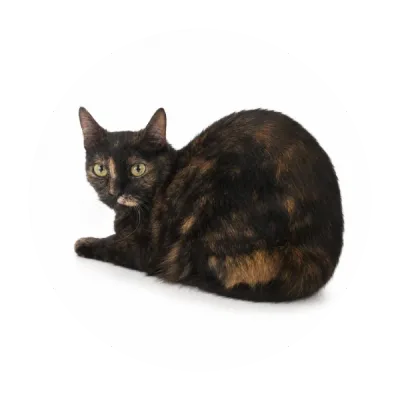 Zuzia