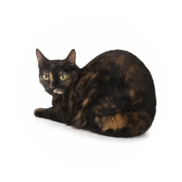 Zuzia
