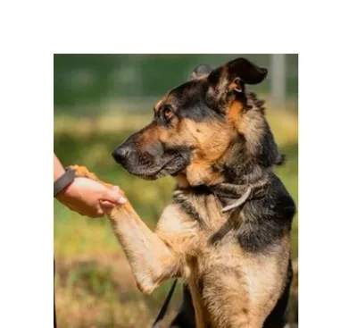 Brutus