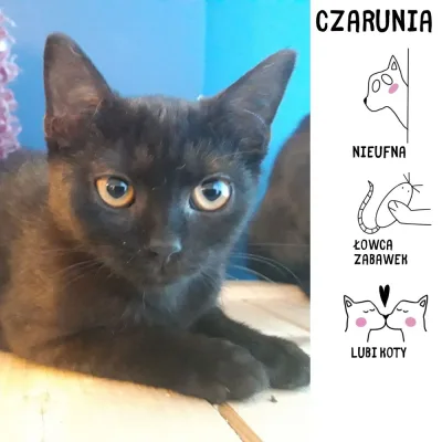 Czarunia