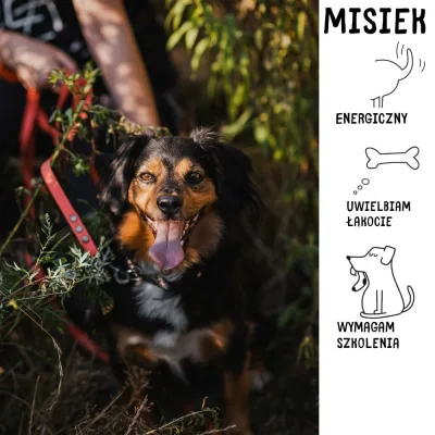 Misiek