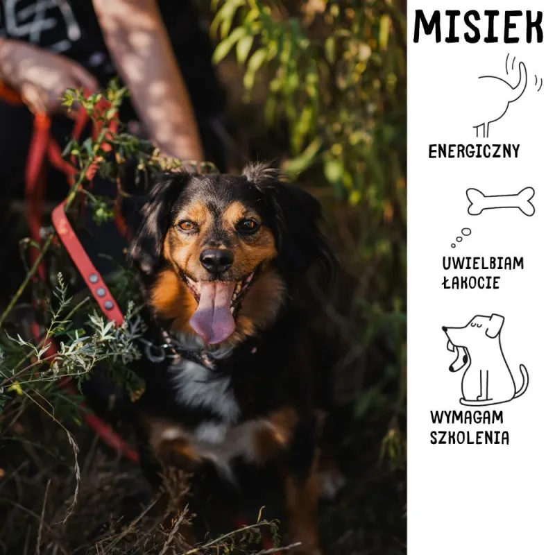 Misiek