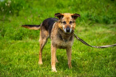 Dingo