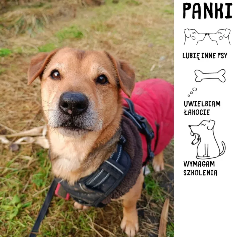 Panki