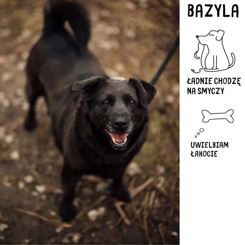 Bazyla