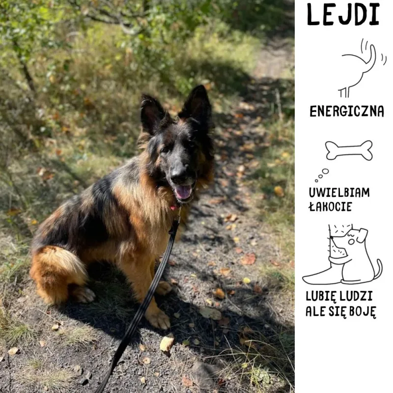 Lejdi