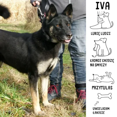 Iva