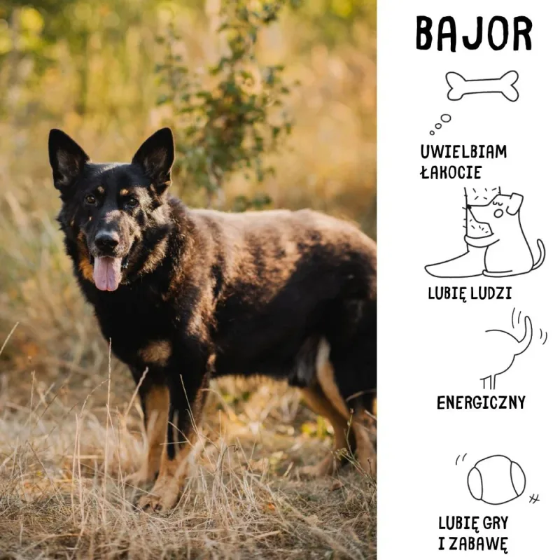 Bajor