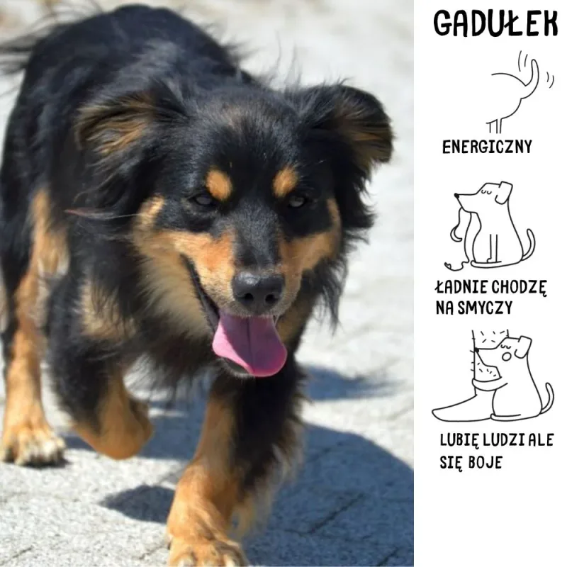 Gadułek