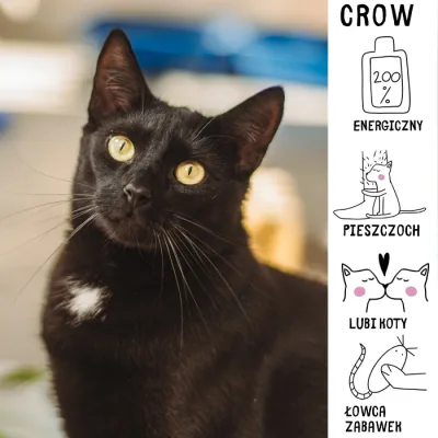 Crow