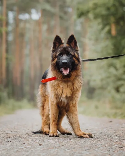 Alf