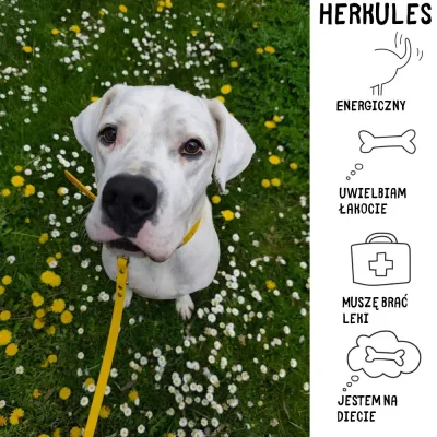 Herkules