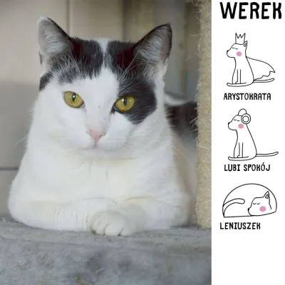 Werek