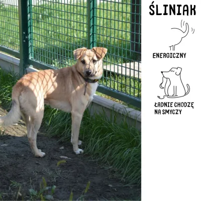 Śliniak