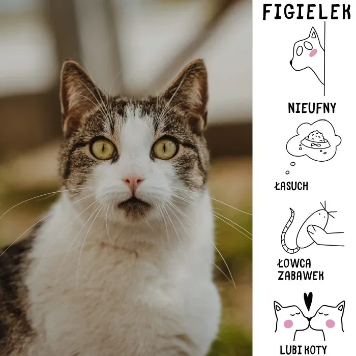 Figielek