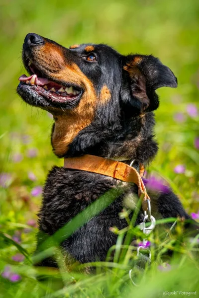 Hunter