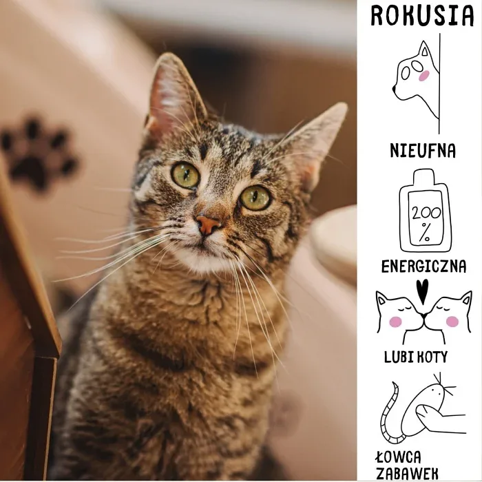 Rokusia