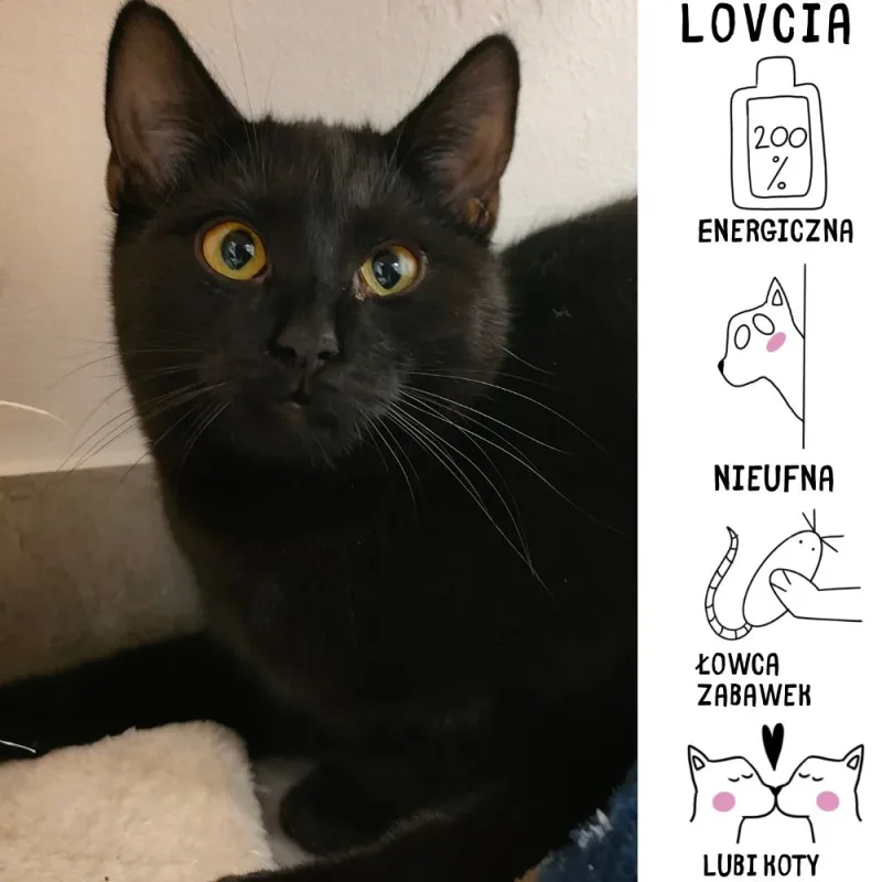 Lovcia