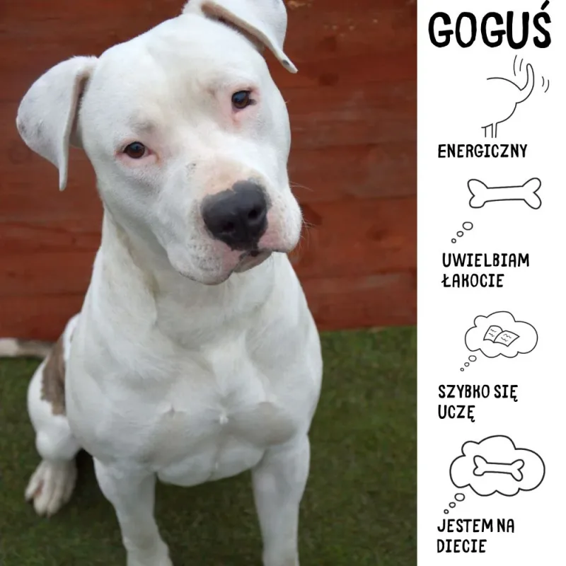 Goguś