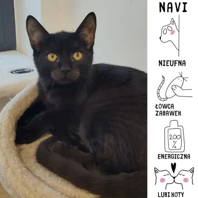Navi
