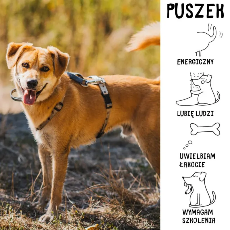 Puszek