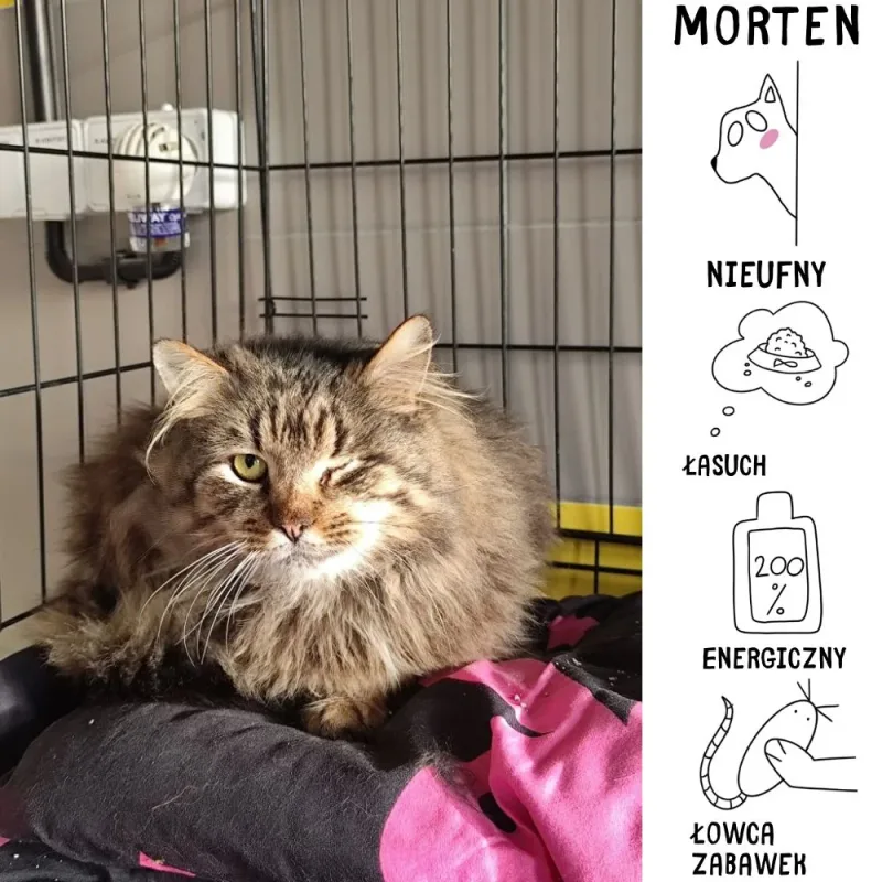 Morten