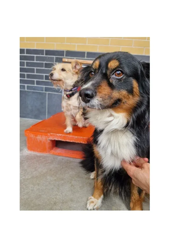 Laki i Daisy
