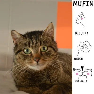 Mufin