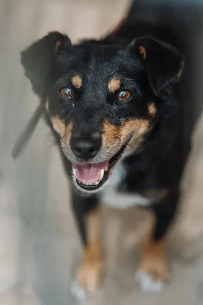 Bobik