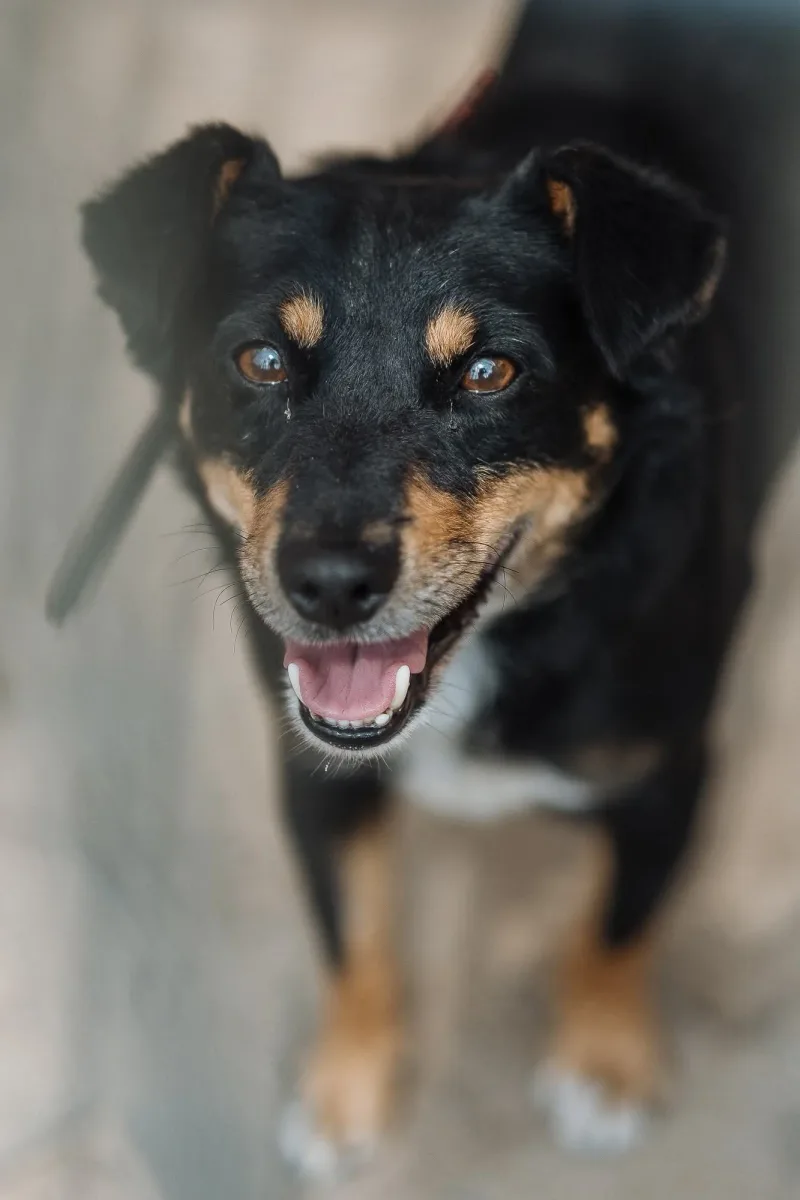 Bobik