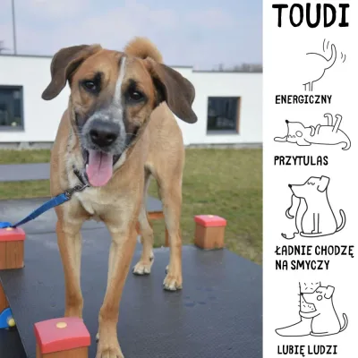 Toudi