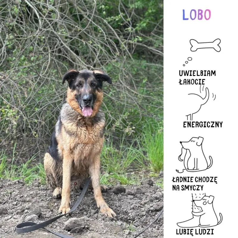 Lobo