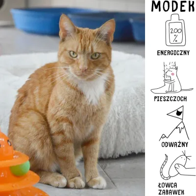 Modek