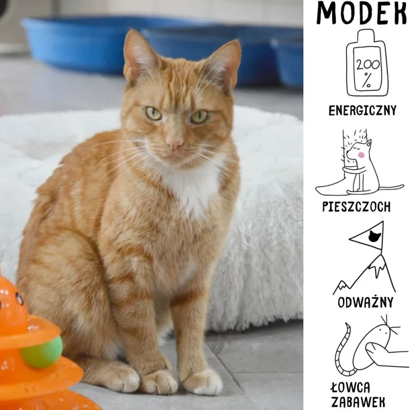 Modek