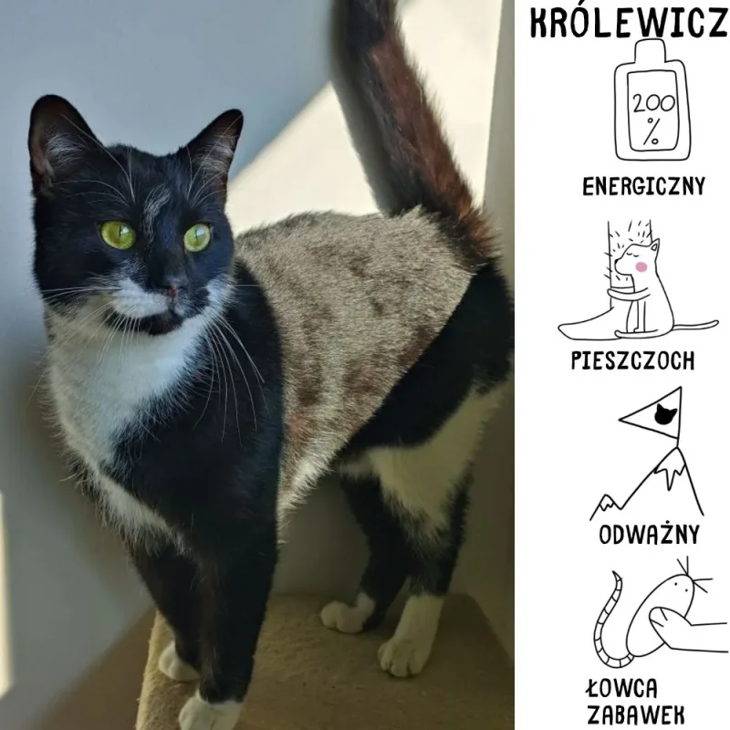 Królewicz