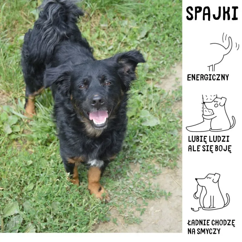 Spajki