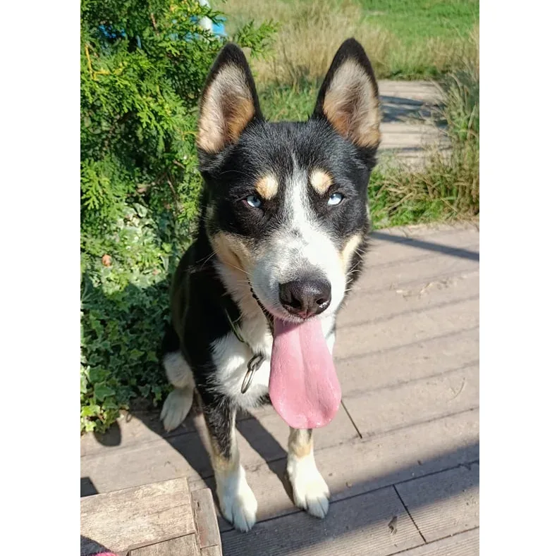 Nanuk