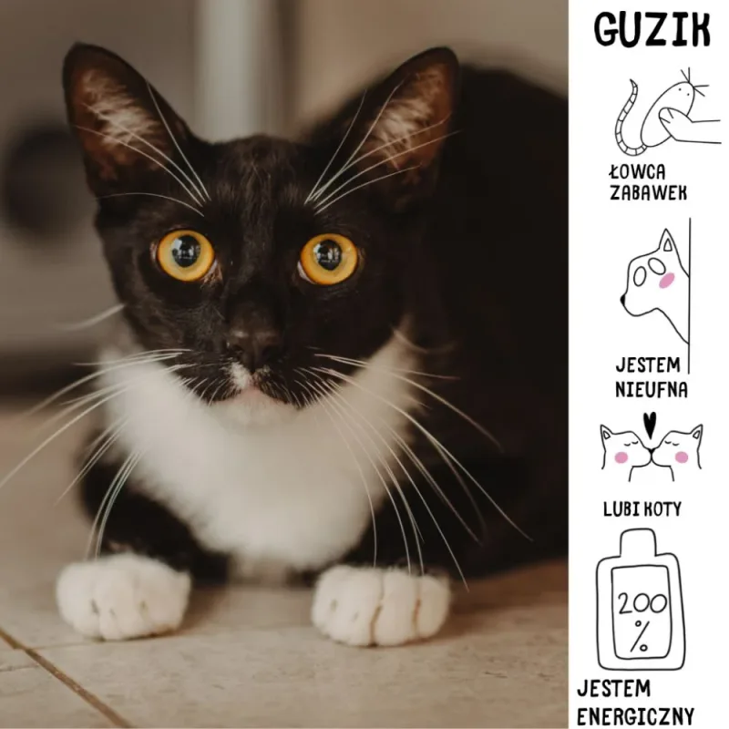 Guzik