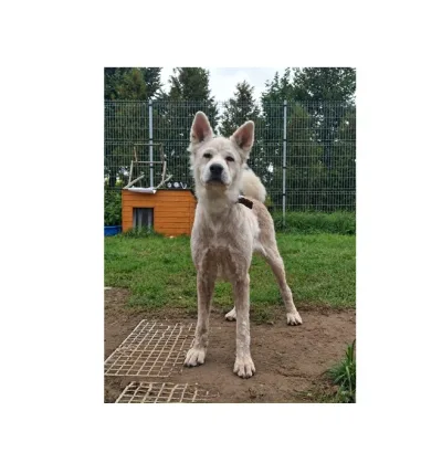 Olaf