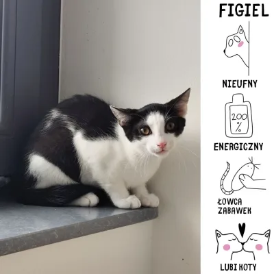 Figiel