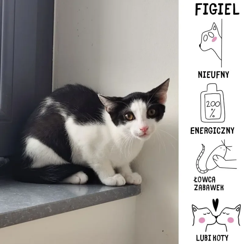 Figiel