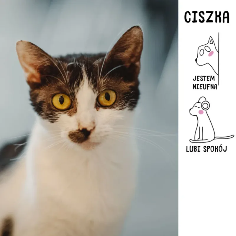 Ciszka
