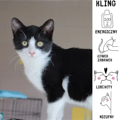 Kling