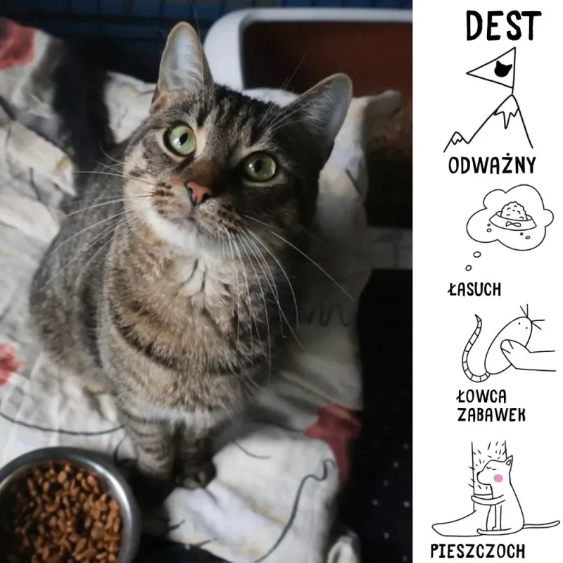 Dest