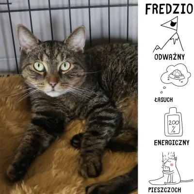 Fredzio