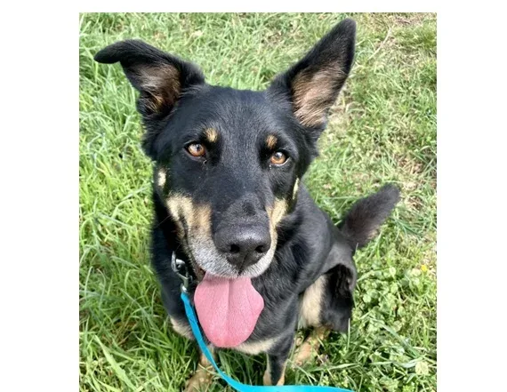Rex