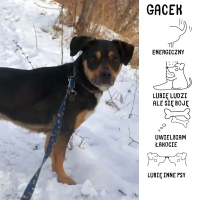 Gacek