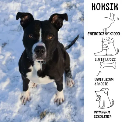 Koksik