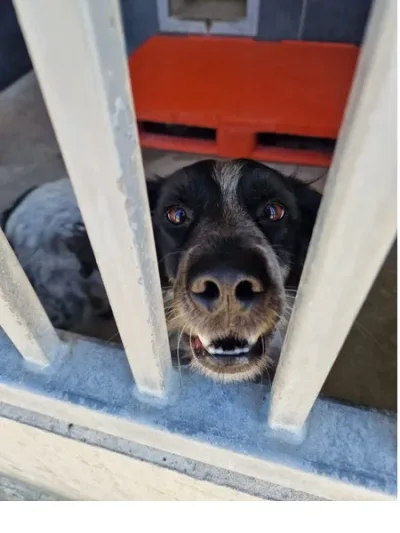 Roki